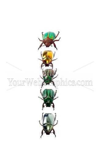 photo - beetles-3-jpg